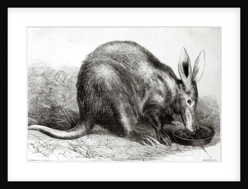 The Cape Ant-Eater at the Zoological Society's Gardens, Regents Park by English School