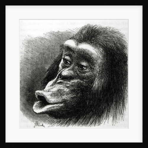 Chimpanzee Disappointed and Sulky by English School