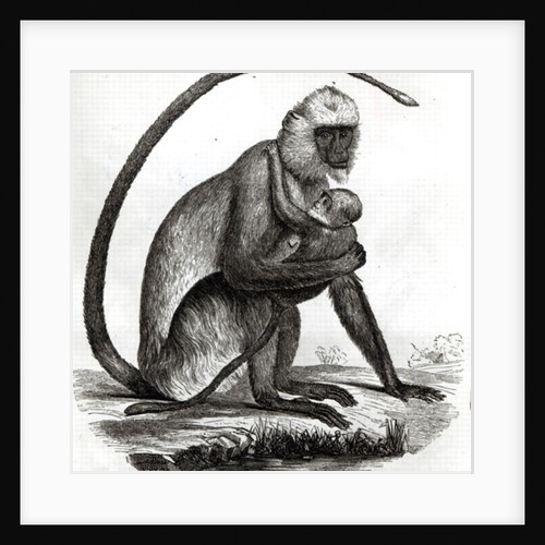 Brazilian Monkey by French School