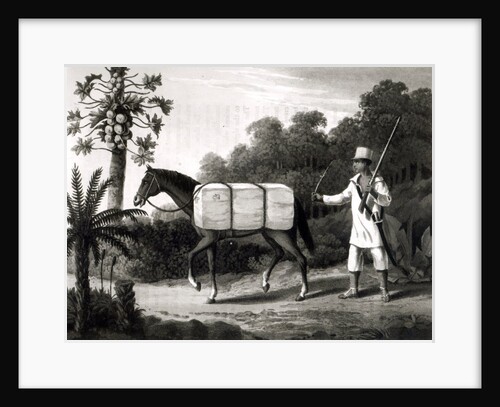 A Cotton Carrier by English School