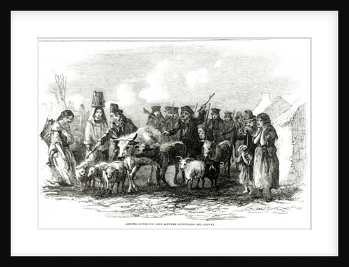 Driving Cattle for Rent between Ouchterard and Galway by English School