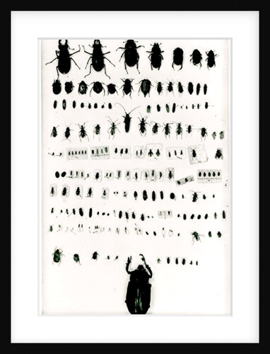 Darwin's insect collection by Anonymous