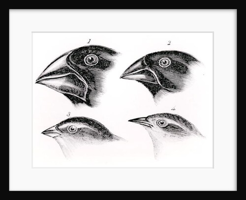 Darwin's Bird Observations by English School