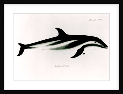 Dolphin by English School