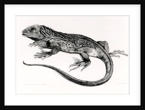 Reptile by English School