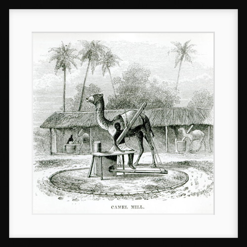Camel Mill by English School