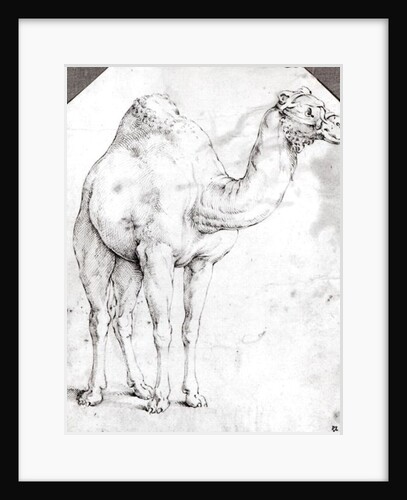 Camel by Battista Franco