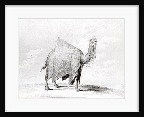 Camel by Alexis Nicolas Perignon