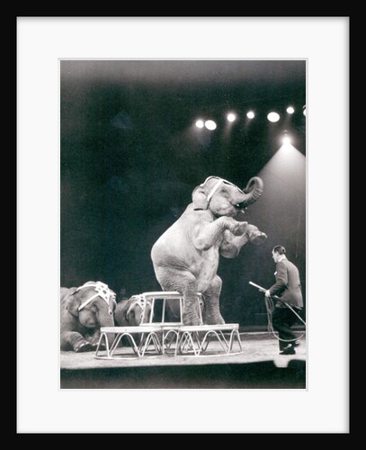 Elephant performing in a Circus by Anonymous