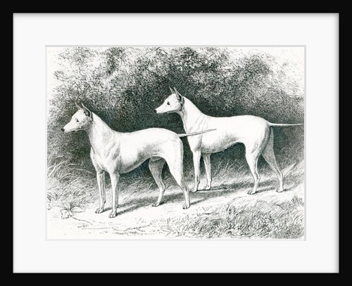 Mr. Vero Shaw's White English Terriers 'Sylvio' and 'Sylph' by School English