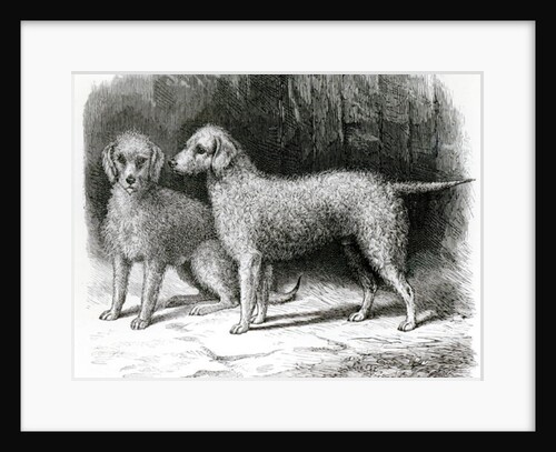 Bedlington Terriers- Mr. F. Armstrong's 'Rosebud' and Mr. A. Armstrong's 'Nailor' by School English