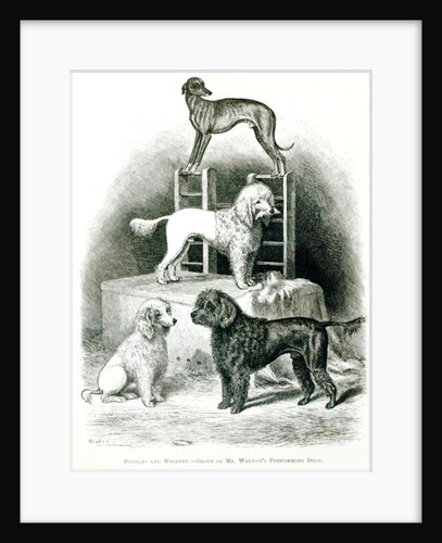 Poodles and Whippet - Group of Mr. Walton's Performing Dogs by School English
