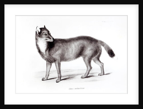 Canis Antarcticus by School English