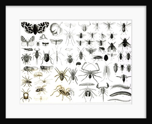 Entomology, Myriapoda and Arachnida by School English
