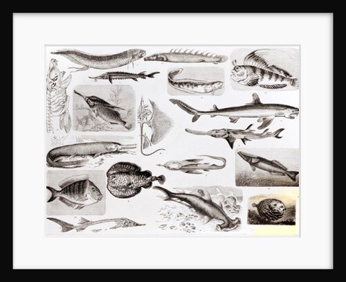 Ichthyology- Elasmobranch, Ganoid and Osseous Fishes by School English
