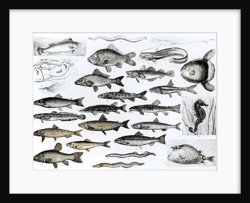 Ichthyology, Osseous Fishes, Marisipobranchs by School English