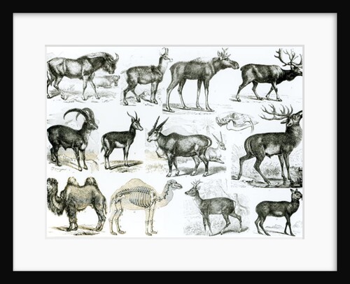 Ungalata or Hoofed Animals by School English