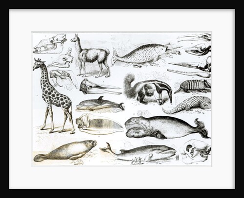 Cetacea Edentata by School English