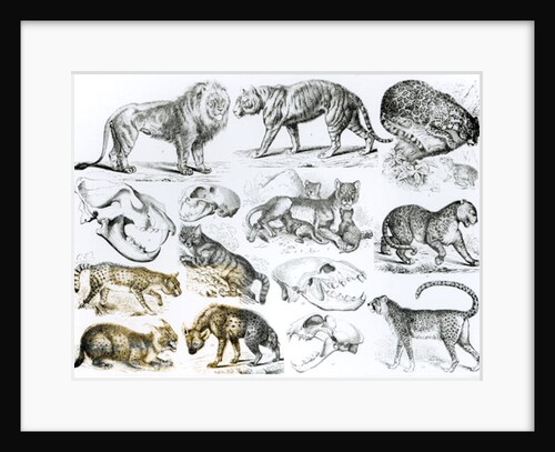 Carnivorous Animals by School English