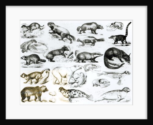 Carnivorous Animals by School English
