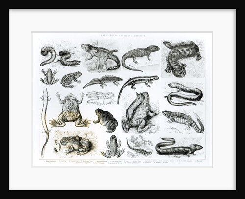 Batrachians and other Amphibia by School English