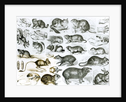 Rodentia-Rodents or Gnawing Animals by School English