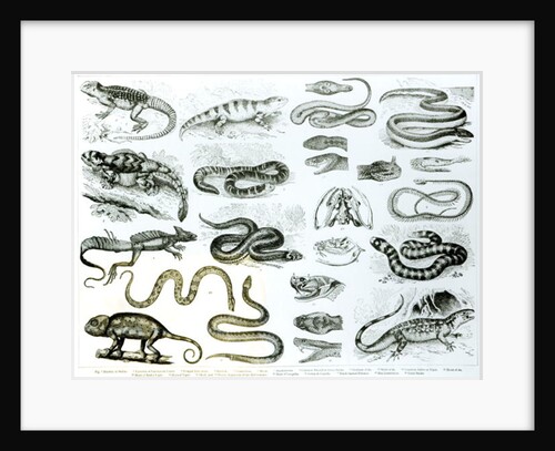 Reptiles, Serpents and Lizards by School English