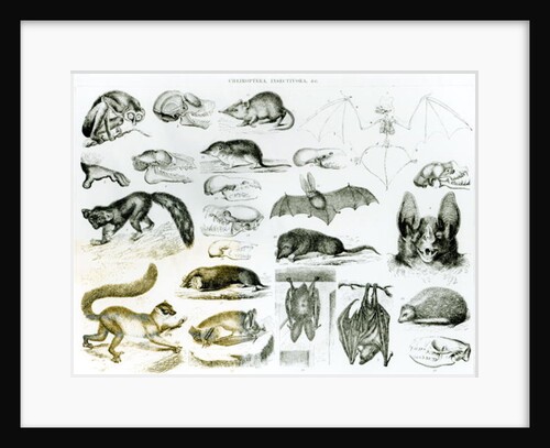 Cheiroptera, Insectivora by School English