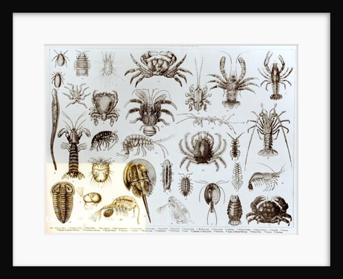 Crustacea and Arachnida by School English