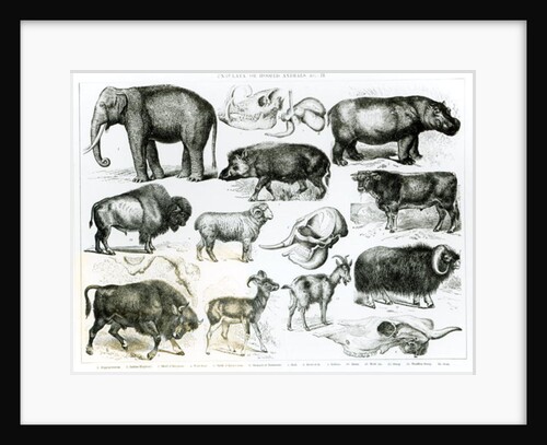 Ungulata or Hoofed Animals by School English