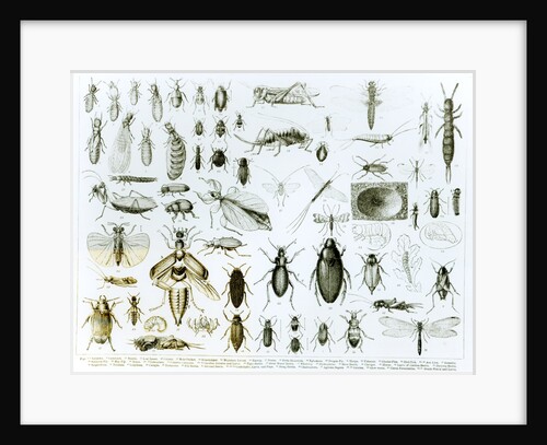 Entomology Insects by School English