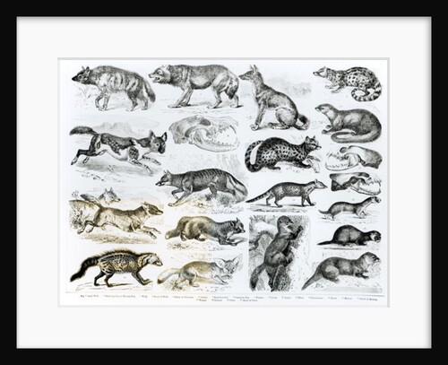 Carnivorous Animals by School English