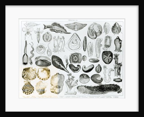 Molluscs by School English