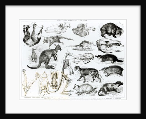 Marsupialia, Monetremata, Edentata by School English