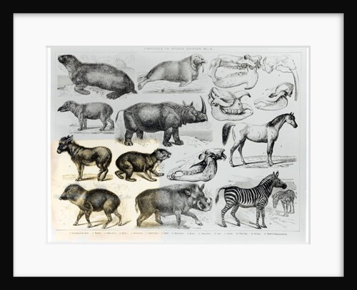 Ungulata or Hoofed Animals by School English