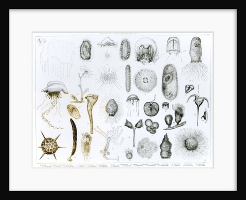 Protozoa and Coelenterata by School English