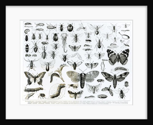 Entomology by School English