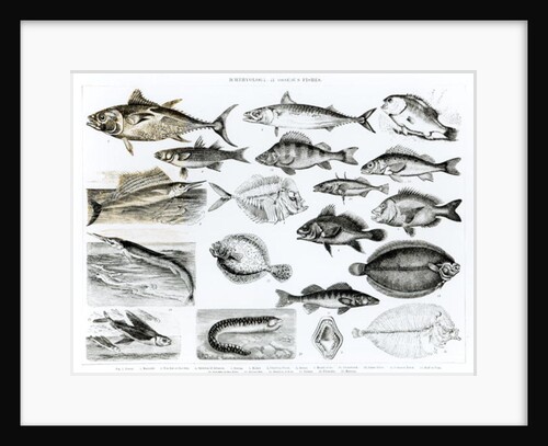 Ichthyology Osseous Fishes by School English