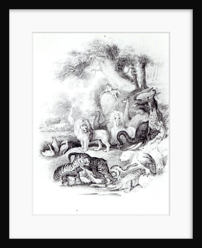 Wild Animals from 'A History of the Earth and Animated Nature' by Oliver Goldsmith, London, 1840 by English School