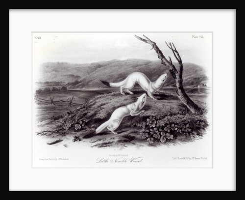 Little Nimble Weasel by John Woodhouse Audubon