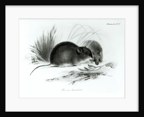 Mouse, Tierra del Fuego, South America c.1832-36 by English School