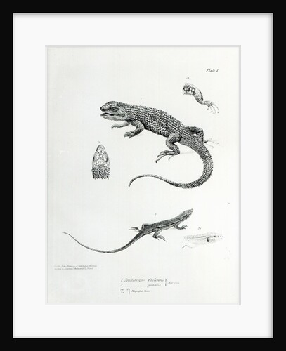 Shingled Iguana by English School