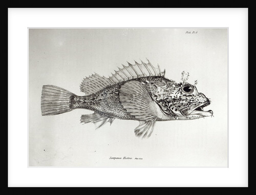 corpion Fis by English School