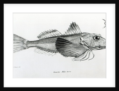 Galapagos Gurnard, plate 6 from 'The Zoology of the Voyage of H.M.S Beagle, 1832-36' by Charles Darwin by English School