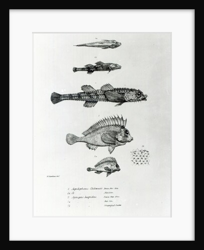 Aspidophorus Chiloensis and Agriopus Hispidus by English School