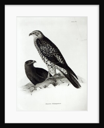 Birds of Prey by English School