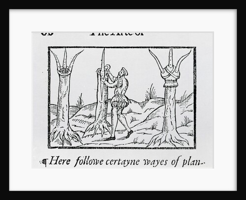 Grafting a tree, 1575 by Anonymous