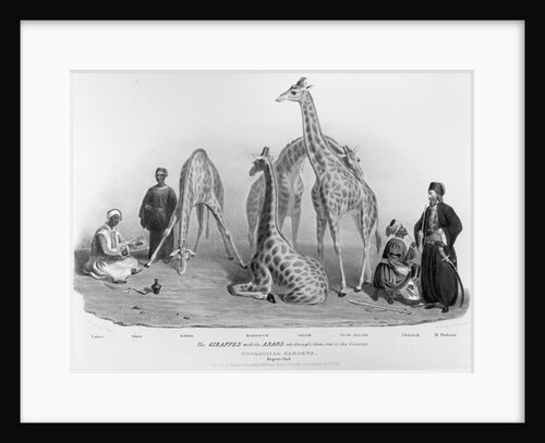 The Giraffes with the Arabs who brought them over to this country, Zoological Gardens, Regent's Park, 1836 by George the Elder Scharf