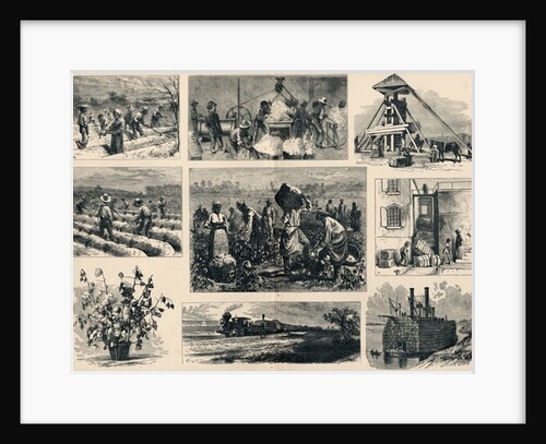 Cotton: its Cultivation and Preparation in America by English School