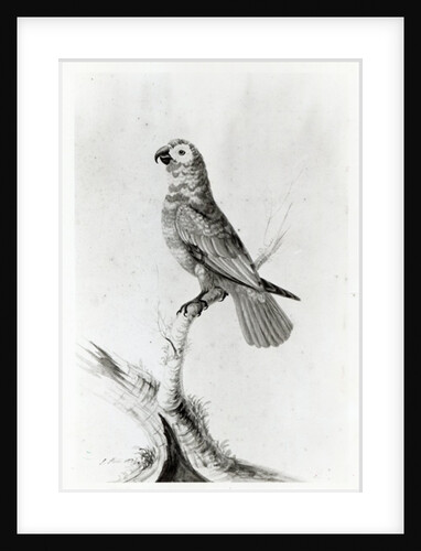 A Parrot, 1786 by Sarah Stone